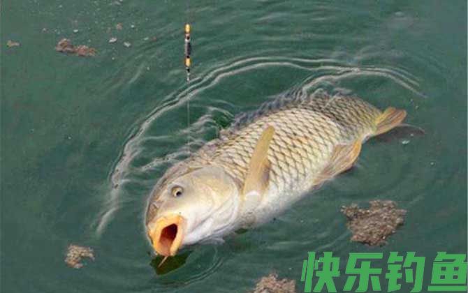 台钓和路亚的区别(图3)