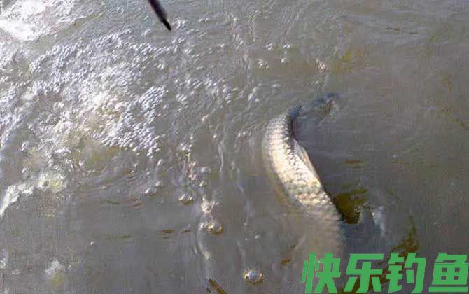 遛鱼是什么意思？(图1)