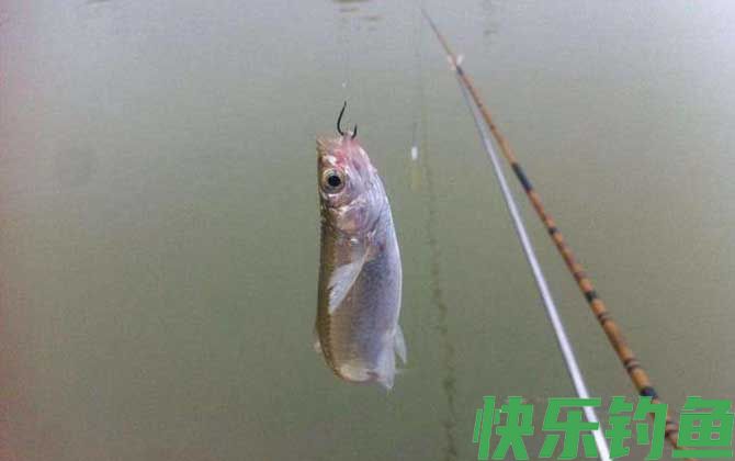 台钓适合野钓吗?(图2) 台钓适合野钓吗?(图2)