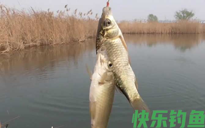 台钓适合野钓吗?(图4) 台钓适合野钓吗?(图4)