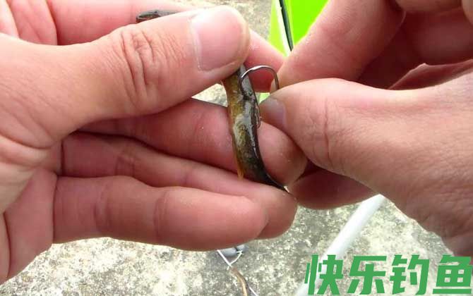 泥鳅钓鱼为什么被禁止？(图1)