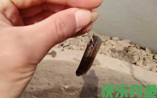 泥鳅钓鱼为什么被禁止？(图2)