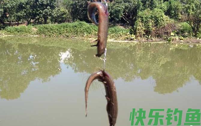 泥鳅钓鱼为什么被禁止？(图4)