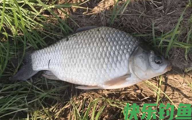 台钓能钓什么鱼？(图1)