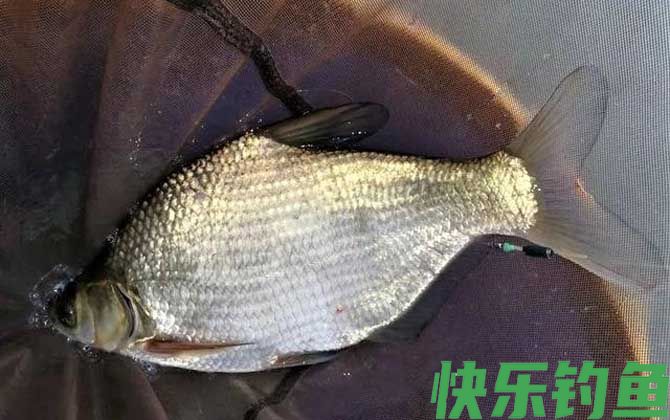 台钓能钓什么鱼？(图5)