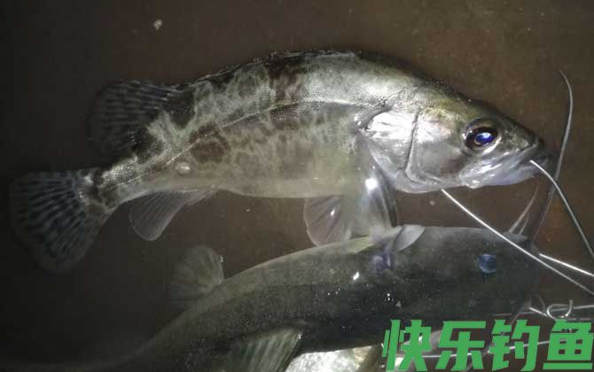 为什么钓鱼人都讨厌玩路亚的？(图2)