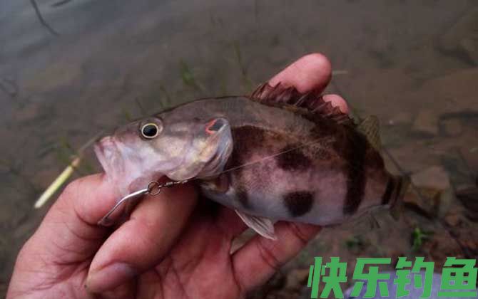 为什么钓鱼人都讨厌玩路亚的？(图3)