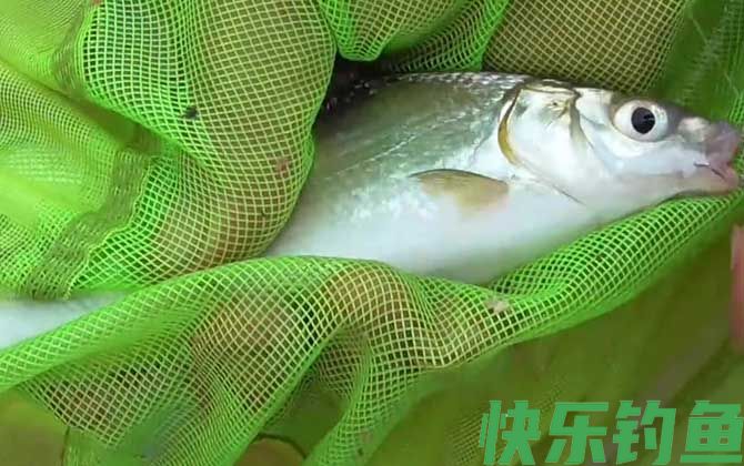 筏钓能钓什么鱼？(图6)