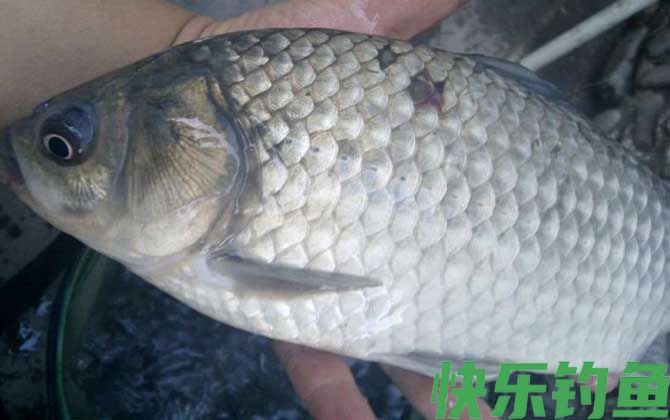 钓鲫鱼打频率是什么意思?(图2) 钓鲫鱼打频率是什么意思?(图2)