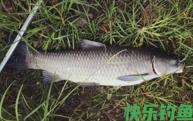 钓鱼穷三年玩鸟毁一生是什么意思？(图1)