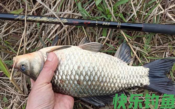 钓鲫鱼用秋田狐钩还是袖钩？(图2)