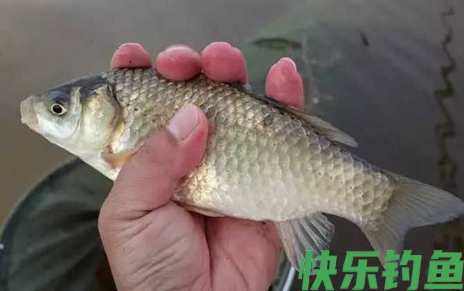 黑坑钓鲫鱼用吃铅多大的浮漂?(图2) 黑坑钓鲫鱼用吃铅多大的浮漂?(图2)
