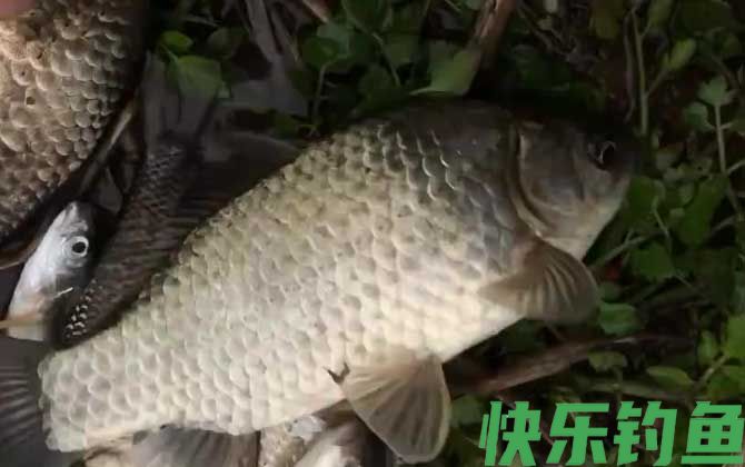 黑坑钓鲫鱼用吃铅多大的浮漂?(图3) 黑坑钓鲫鱼用吃铅多大的浮漂?(图3)