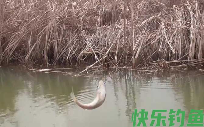 钓白条鱼钩越小越好吗？(图3)