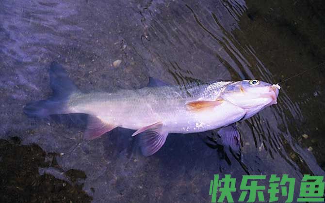 野钓用什么鱼竿最好？(图1)