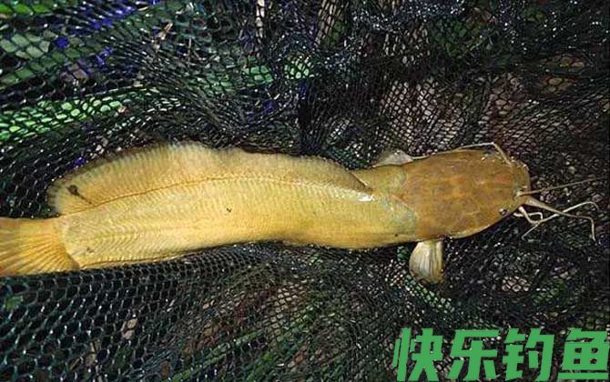 钓鲶鱼用什么钩型最好？(图2)