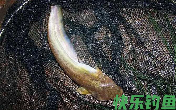 钓鲶鱼用什么钩型最好？(图3)