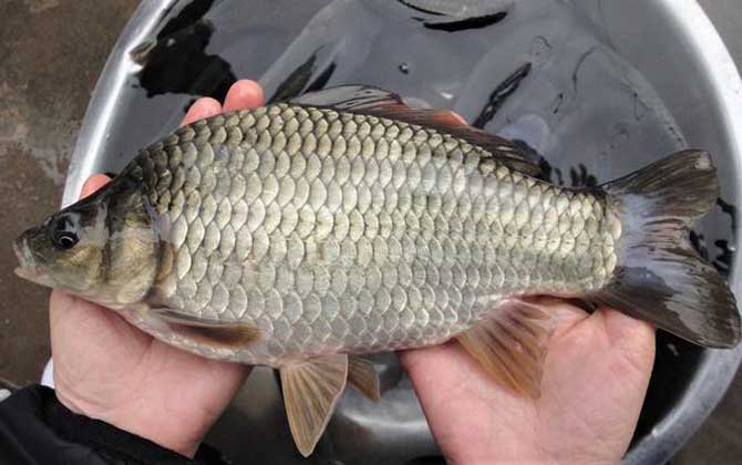 冬季钓鲫鱼钓底还是钓浮？