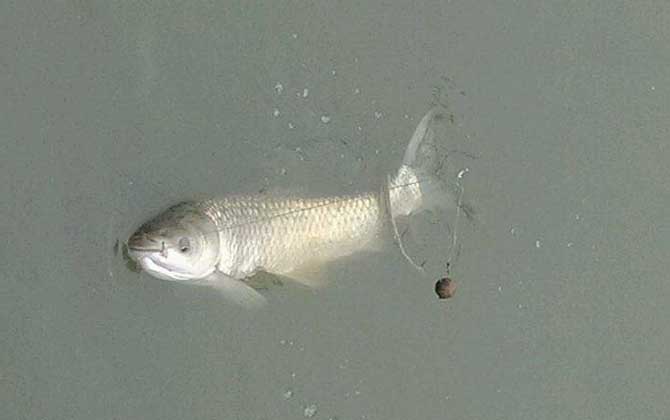 遛鱼为什么要左右摆杆？