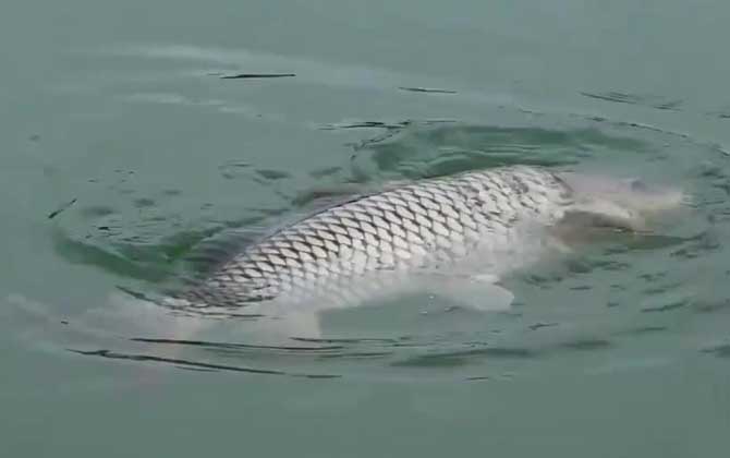 遛鱼老是脱钩跑鱼是什么原因？