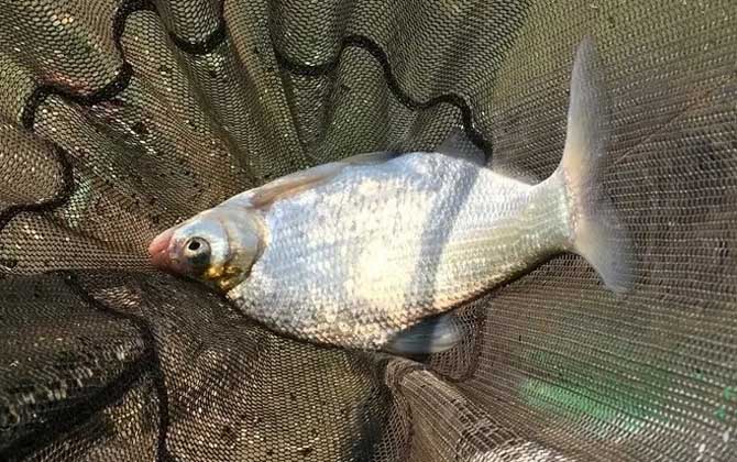 怎样钓鳊鱼最快最有效？