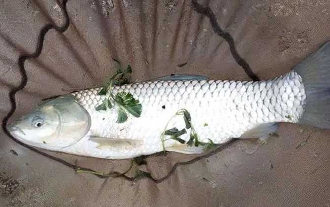 草鱼不开口有什么办法？