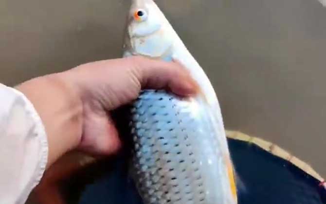 红眼鱼喜欢吃什么饵料