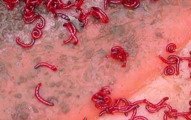 红虫对水质和鱼有危害吗