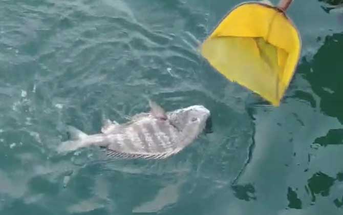 沙蚕钓什么鱼效果最好