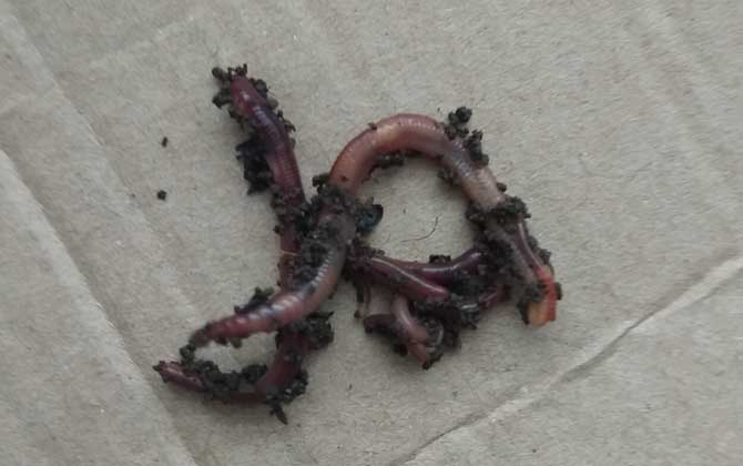 黄颡鱼爱吃什么鱼饵