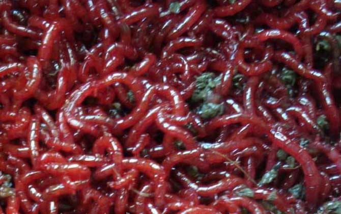 红虫和红线虫有什么区别