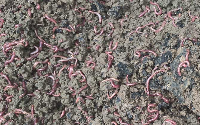 蚯蚓什么时候最好抓