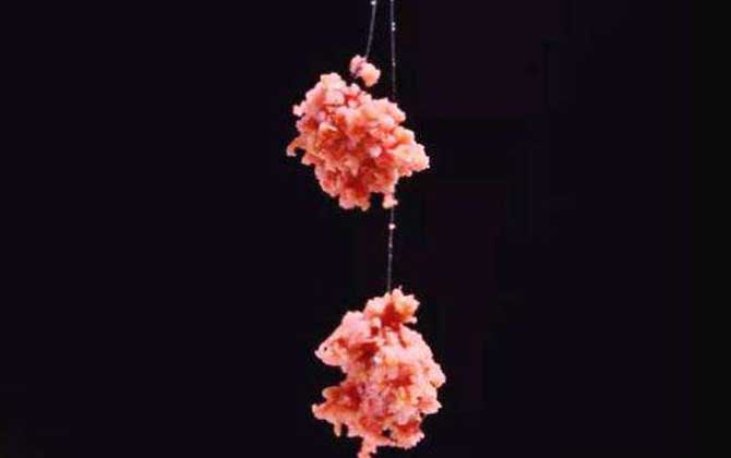 一月钓鱼用什么饵料