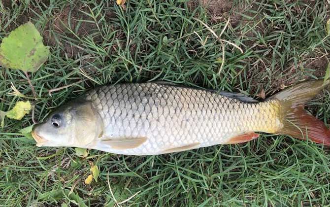 桑葚钓鱼效果如何