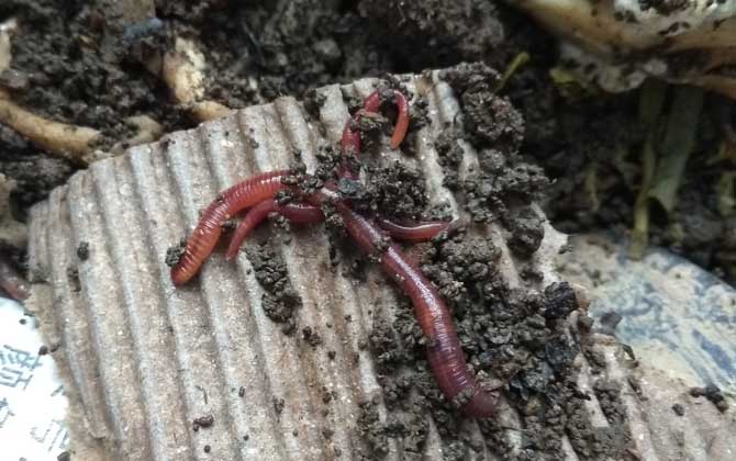 水库钓鱼万能饵料推荐