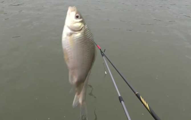 冬季钓鲫鱼用什么窝料最好