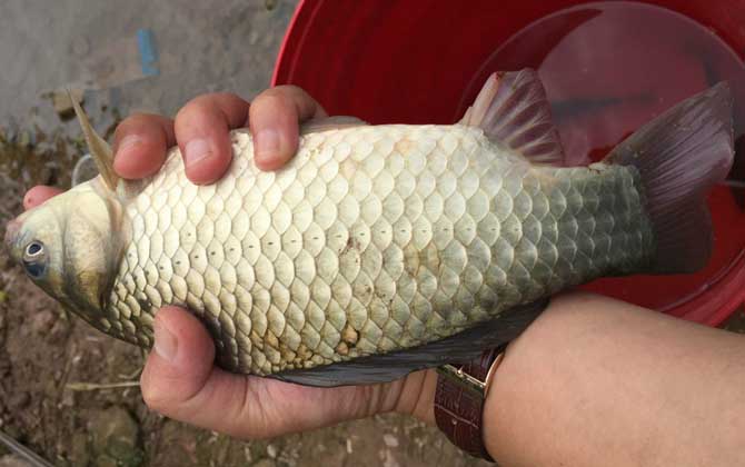 钓鲫鱼怎样选择浮漂