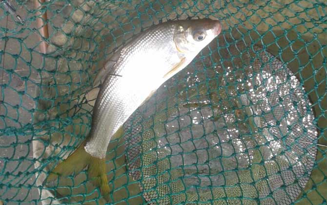 钓黄尾鱼用几号钩几号线几号漂