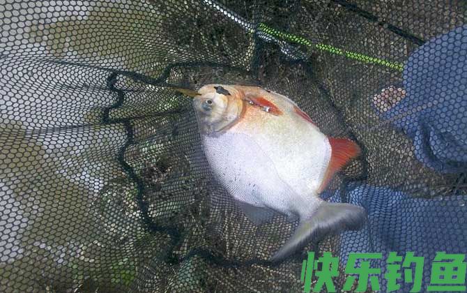 钓鲳鱼用什么钩