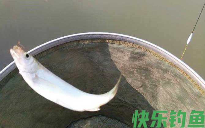 钓白条鱼用几号钩最好