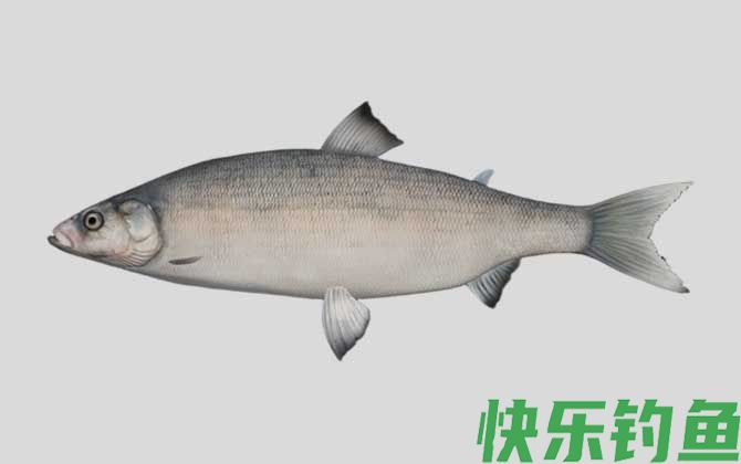 楚德白鲑是什么鱼