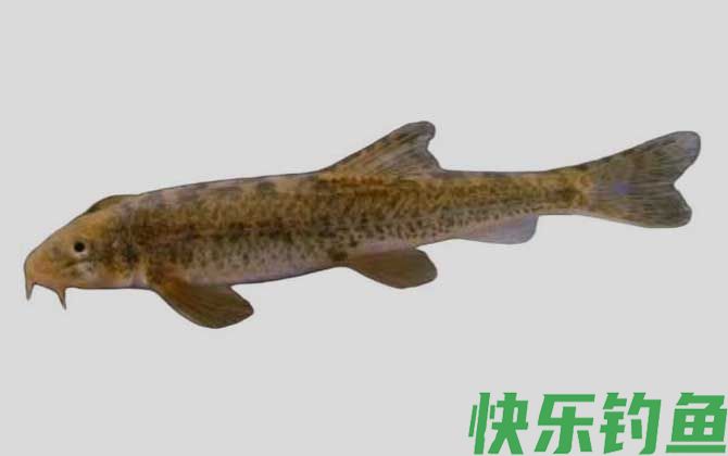 硬刺高原鳅是什么鱼