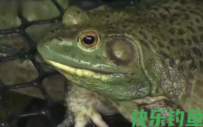 牛蛙是保护动物吗
