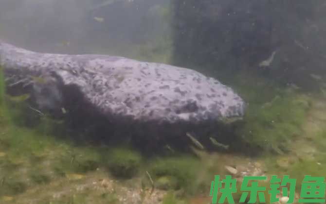 娃娃鱼有毒吗