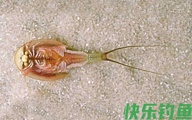 三眼恐龙虾是什么动物