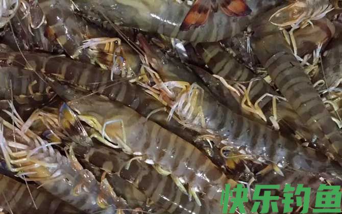 九节虾是什么虾