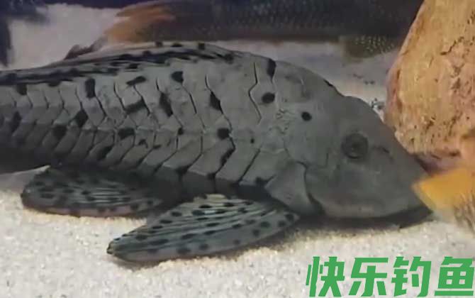 清道夫鱼为什么要活埋