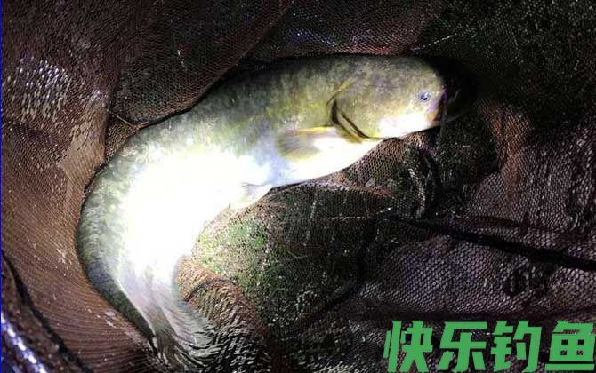 胡子鱼吃什么食物