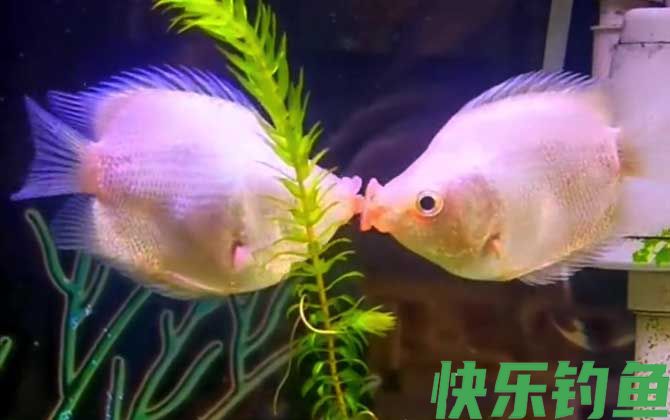 接吻鱼是冷水鱼还是热带鱼