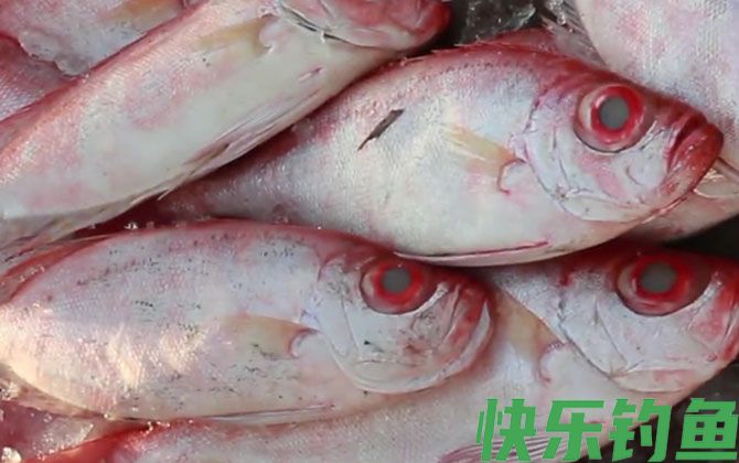 大眼鲷是什么鱼